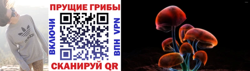 KRAKEN зеркало  Новая Ладога  Псилоцибиновые грибы Psilocybe  сколько стоит 